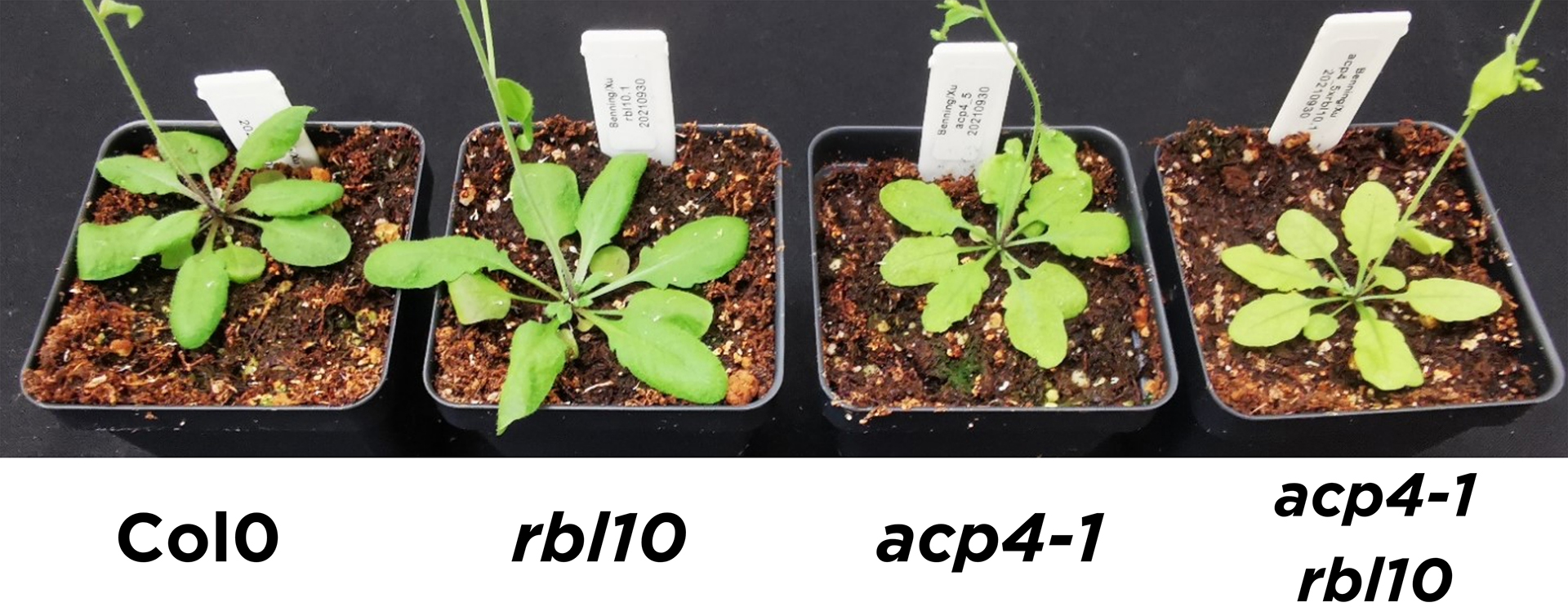 Four Arabidopsis plants, labeled left to right as Col0, rbl10, acp4-1, and acp4-1 rbl10.