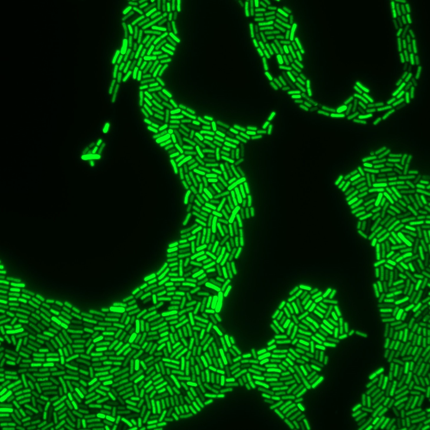 Cyanobacteria as seen under a microscope